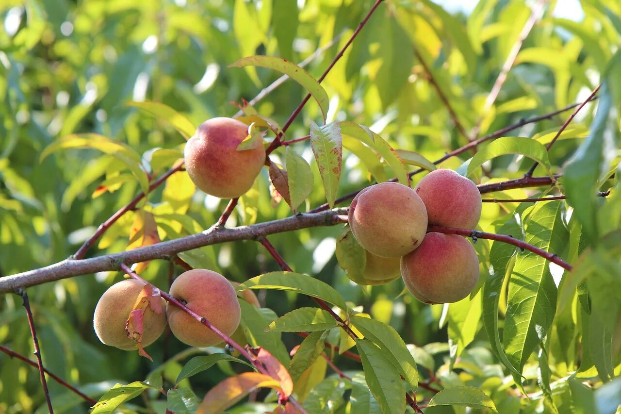 Плодовые деревья персик. Персик / prunus persica. персик редхейвен. персик обыкновенный persica vulgaris. prunus amygdalus плодовые деревья.