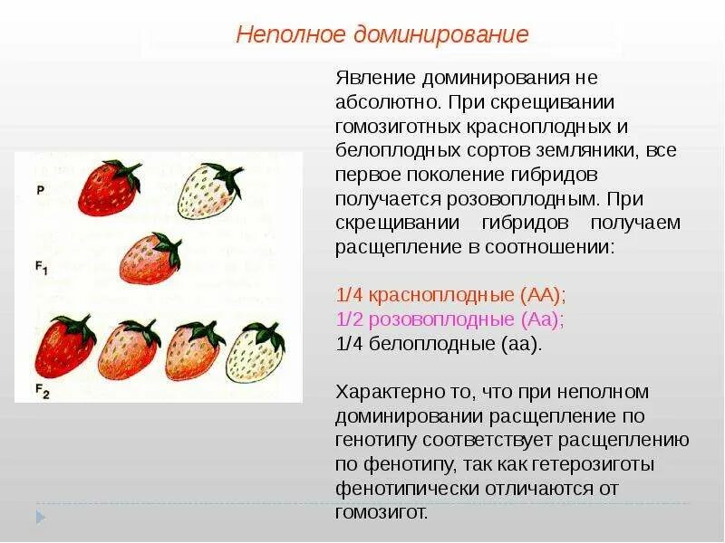 Суть полного доминирования. Неполное доминирование примеры. Неполное скрещивание. Неполное доминирование это в биологии. Неполное доминирование генетика.