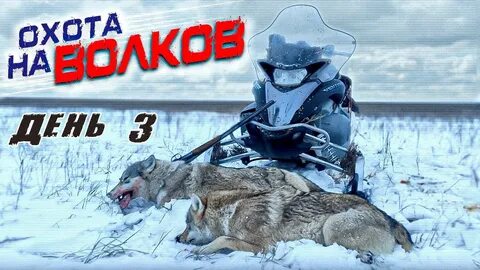 Охота на волка в казахстане на снегоходах