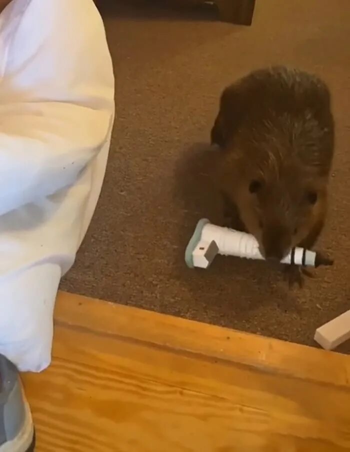 бобер сема. маленький бобер. ручной бобер. карликовые бобры. домашний бобер.