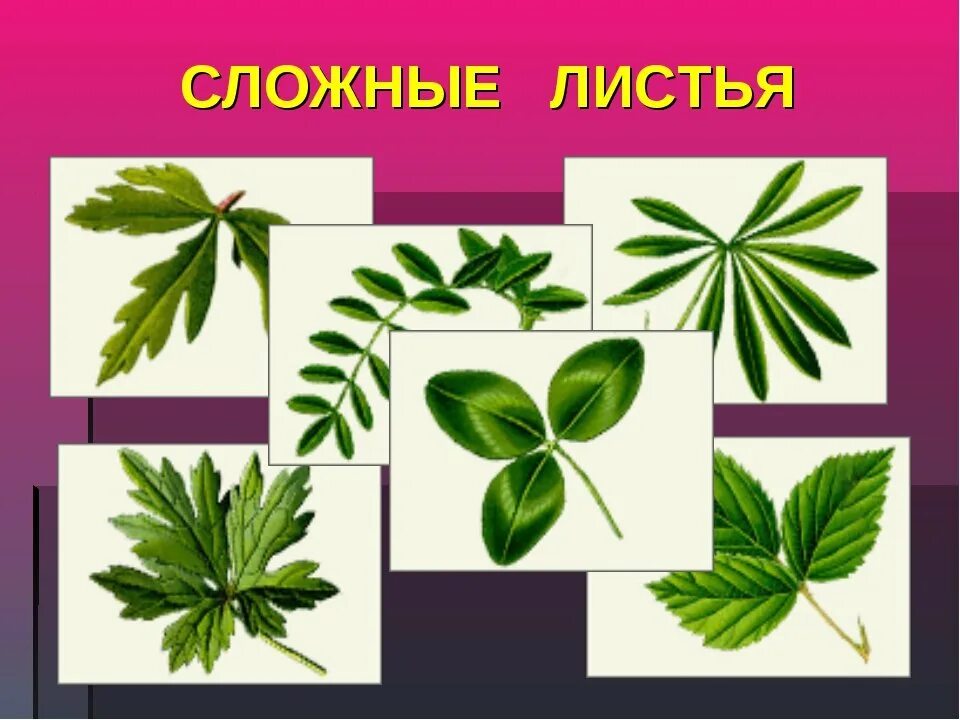 Название растения листья простые. Сложные листья. Простые листья. Растения со сложными листьями. Простые и сложные листья растений.