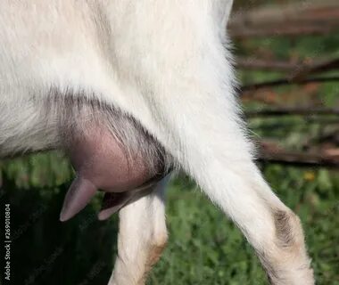 Slideshow black dick in goat.