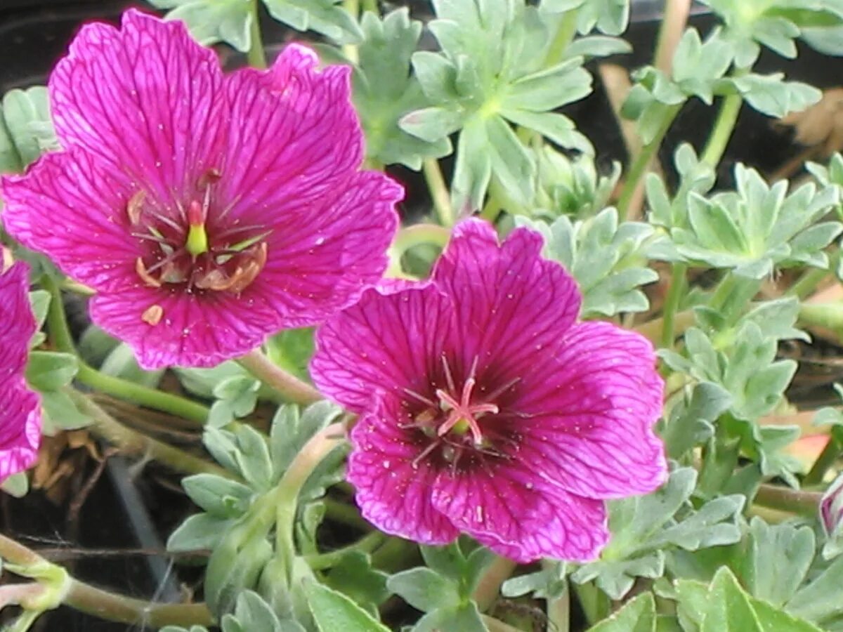 Герань geranium cinereum ballerina. Герань пепельная джузеппе. Герань джоли джевел. Герань джузеппе. Герань пепельная лоуренс флэтмен.