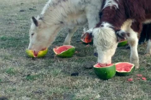 Можно есть корову