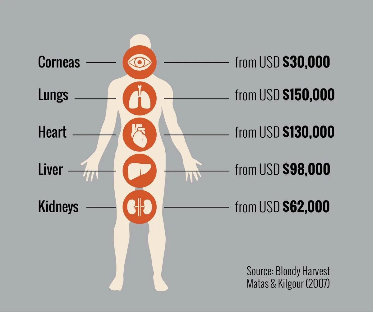 Донор яйца. Сколько стоят органы человека. Стоимость человеческих органов. Сколько стояторганв. Стоимость человека на черном рынке.