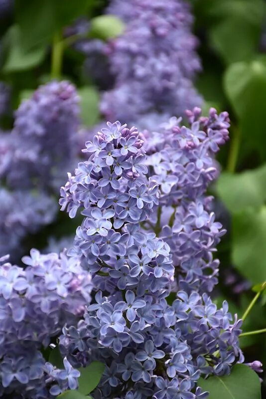 Сирень lilac wonder. Голубая сирень. Голубая сирень. Сирень голубая махровая. Сирень blue danube.