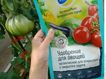 Подкормка помидор сухими дрожжами в теплице рецепт
