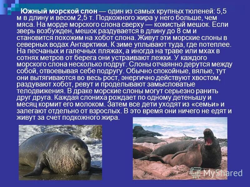 Где живет южный слон. Сообщение о морском слоне. Морской слон рассказ. Морской слон презентация. Южный морской слон.