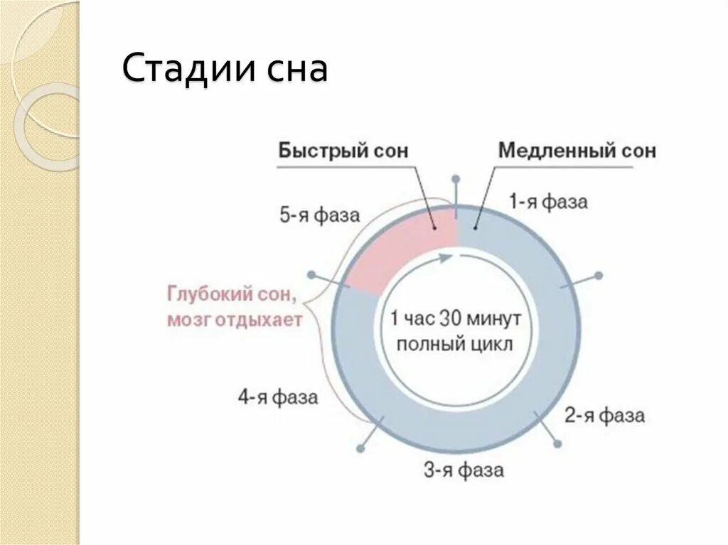 Фазы пробуждения. Фазы и циклы сна. Фазы сна схема. Схемы фаз сна человека. Фазы сна схема диаграмма.