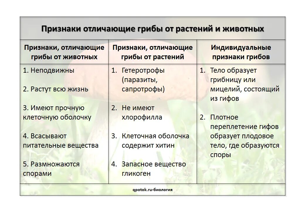 Каковы признаки грибов 5 класс. Признаки отличающие растения от грибов. Грибы отличаются от растений. Признаки растений и животных у грибов. Различие грибов от растений.