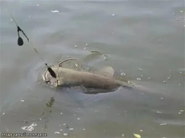 Оснастка на сома с берега. Ловля сома на донку. Сом на течении. Подводные поплавки для ловли сома. Соминая снасть на квок с лодки.