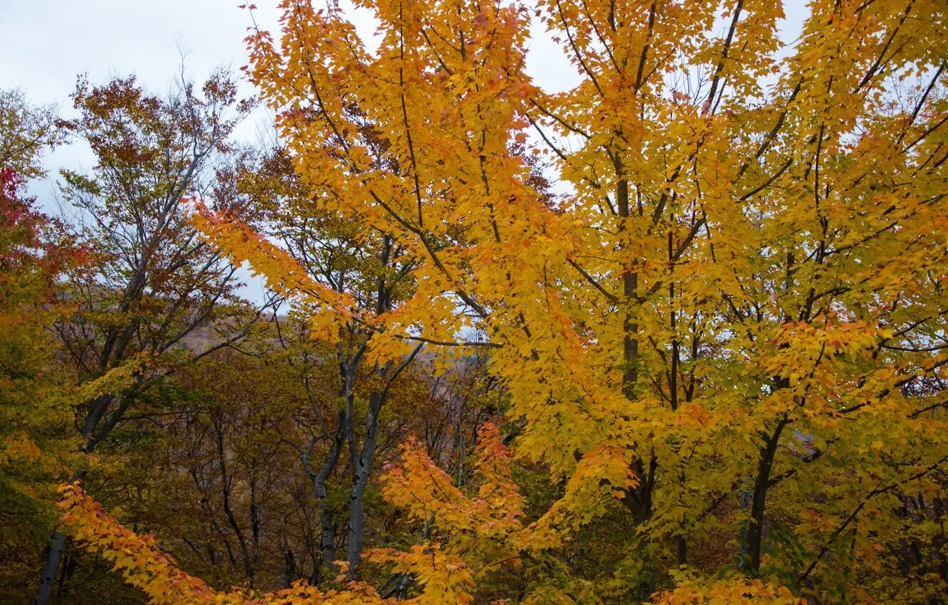 Ольха дерево фото осенью Download wallpaper trees, foliage, Autumn, trees, autumn, leaves, fall, section