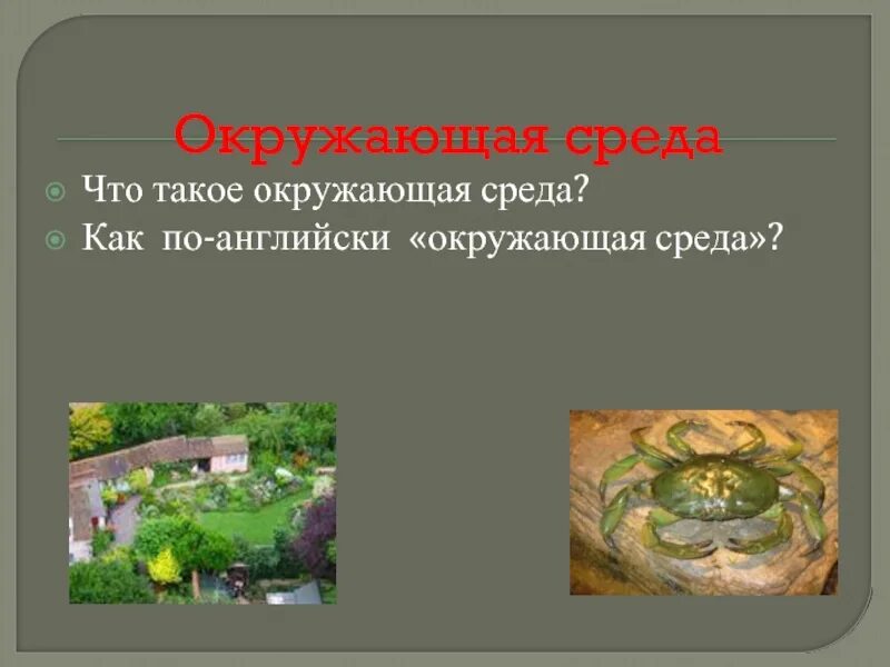 Защита экологии на английском. Охранять на английском. Описание животных на английском языке. Проект по английскому языку защита окружающей среды. Проект по английскому защита окружающей среды.