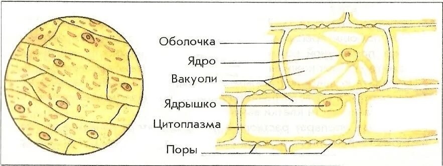 Какой микропрепарат изображен на рисунке