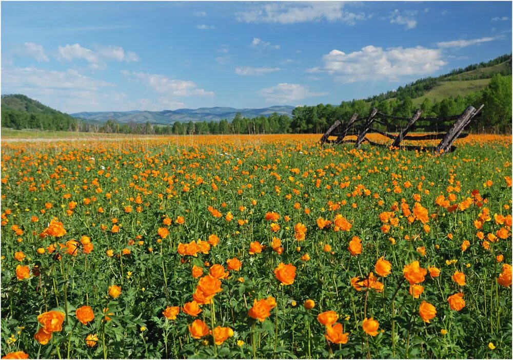 Разнообразие природы бурятии. Тункинская долина. Разнообразие родного края бурятия. Бурятия грамнинские озера. Иркут (река) жемчуг.