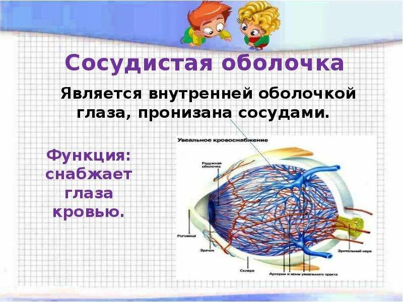 Какое значение имеет сосудистая оболочка. Функции сосудистой оболочки глазного яблока. Сосудистая оболочка глаза функции. Сосудистая оболочка глаза строение и функции. Собственно сосудистая оболочка глаза функции.