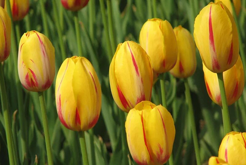 тюльпан флороса. семена из тюльпана. семенная коробочка тюльпана. луковица тюльпана. луковицы тюльпанов петрофлора.