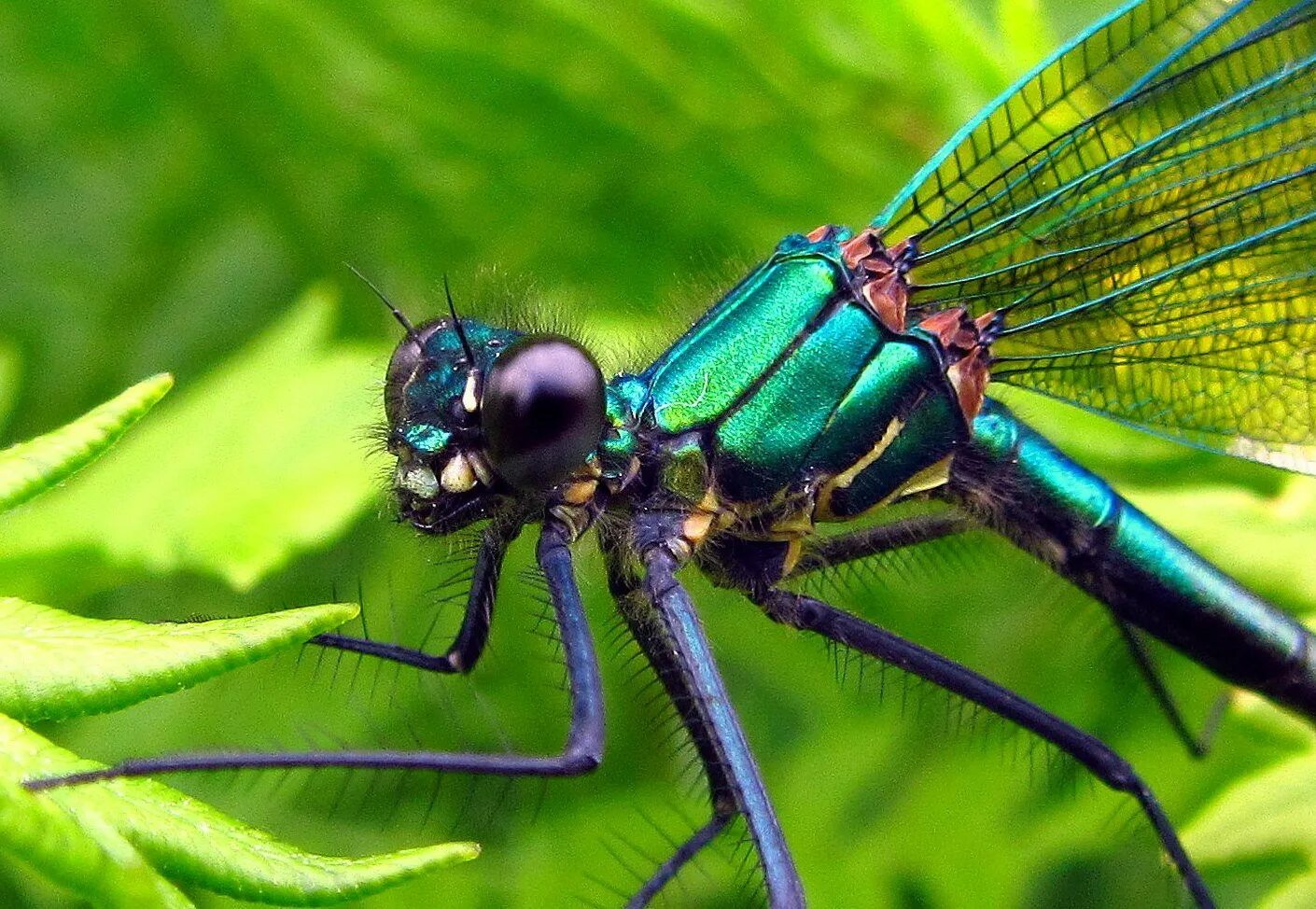 Стрекоза Calopteryx. Стрекоза Calopteryx Virgo. Красотка блестящая (Calopteryx splendens). Стрекоза насекомое.