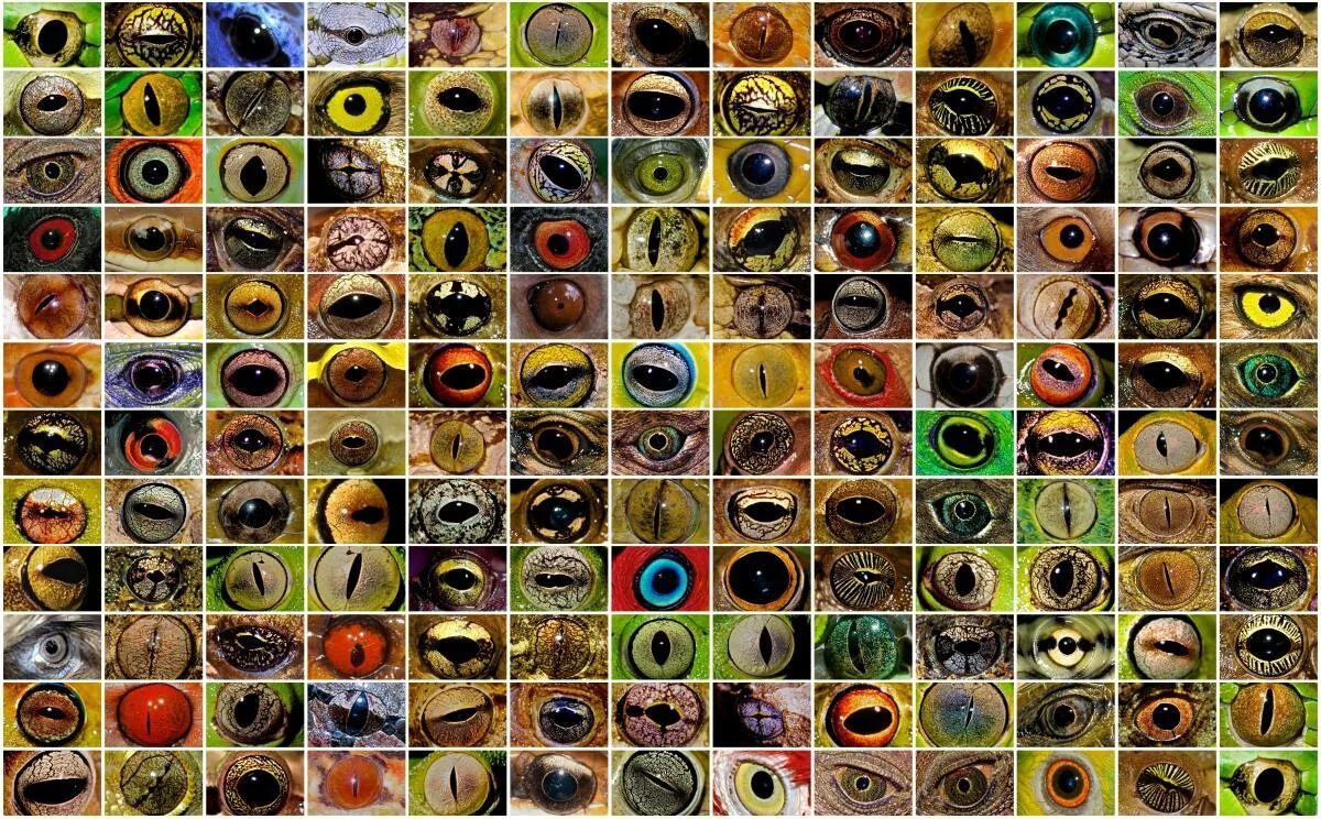 глаз лошади. морда лошади. необычные глаза животных. глаза животных. необычные глаза животных.