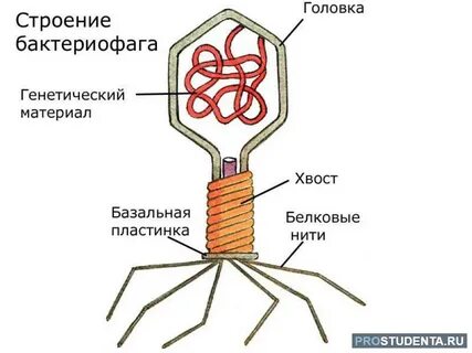 Укажите структуры бактериофага