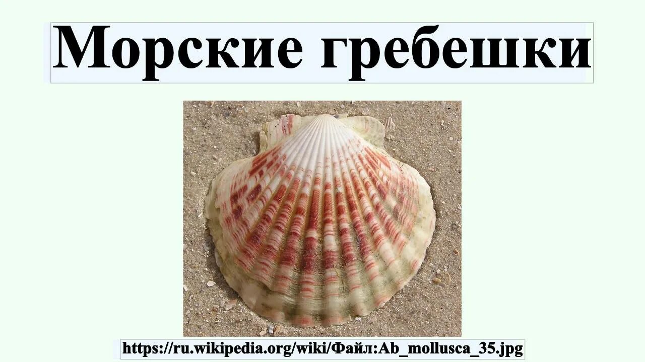 Внешнее строение морского гребешка. Строение раковины морского гребешка. Строение морского гребешка. Строение раковины гребешка.