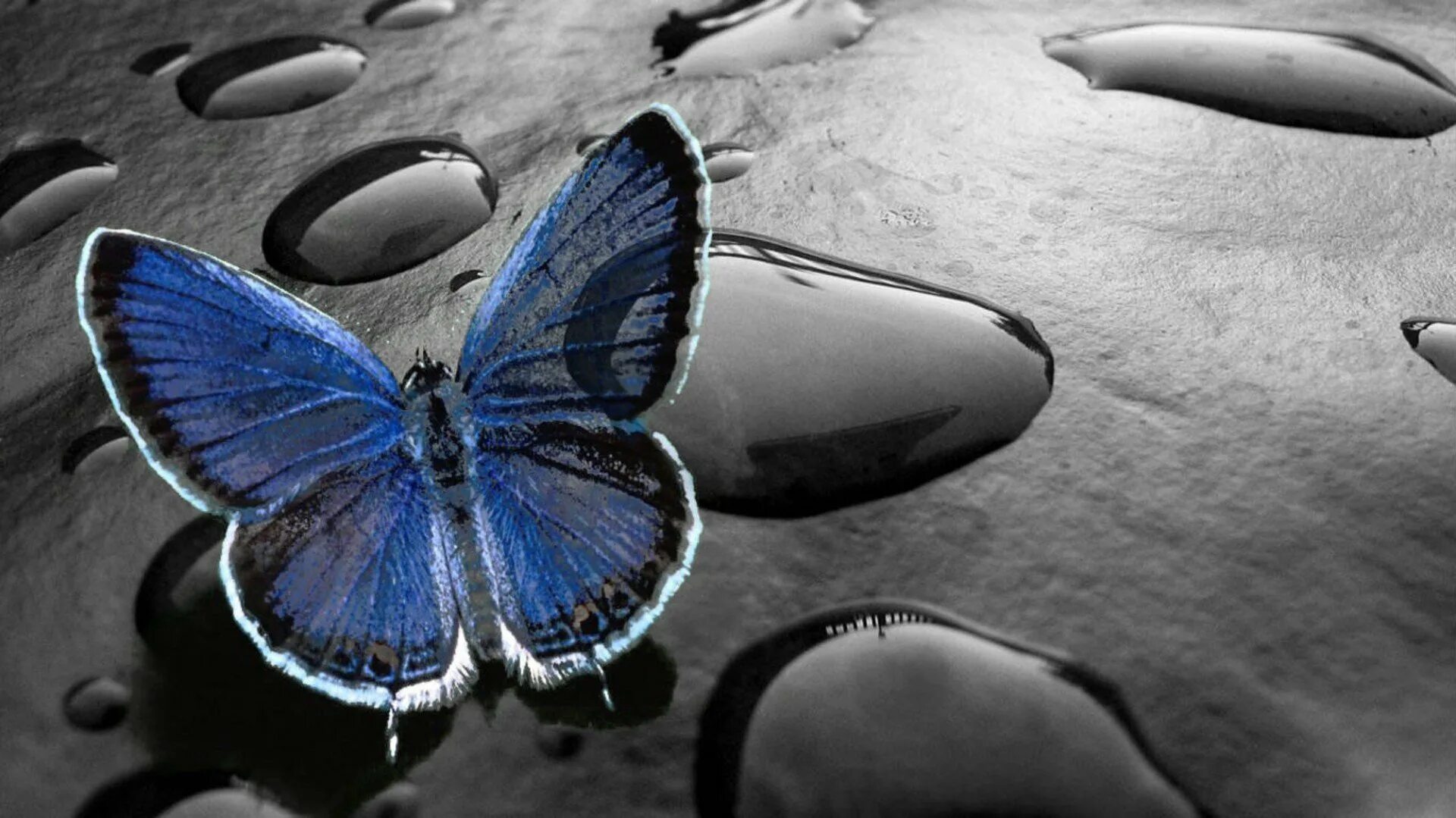 Картинки на рабочий стол бабочки. Заставка на телефон бабочки. Синяя бабочка. Необычные обои.