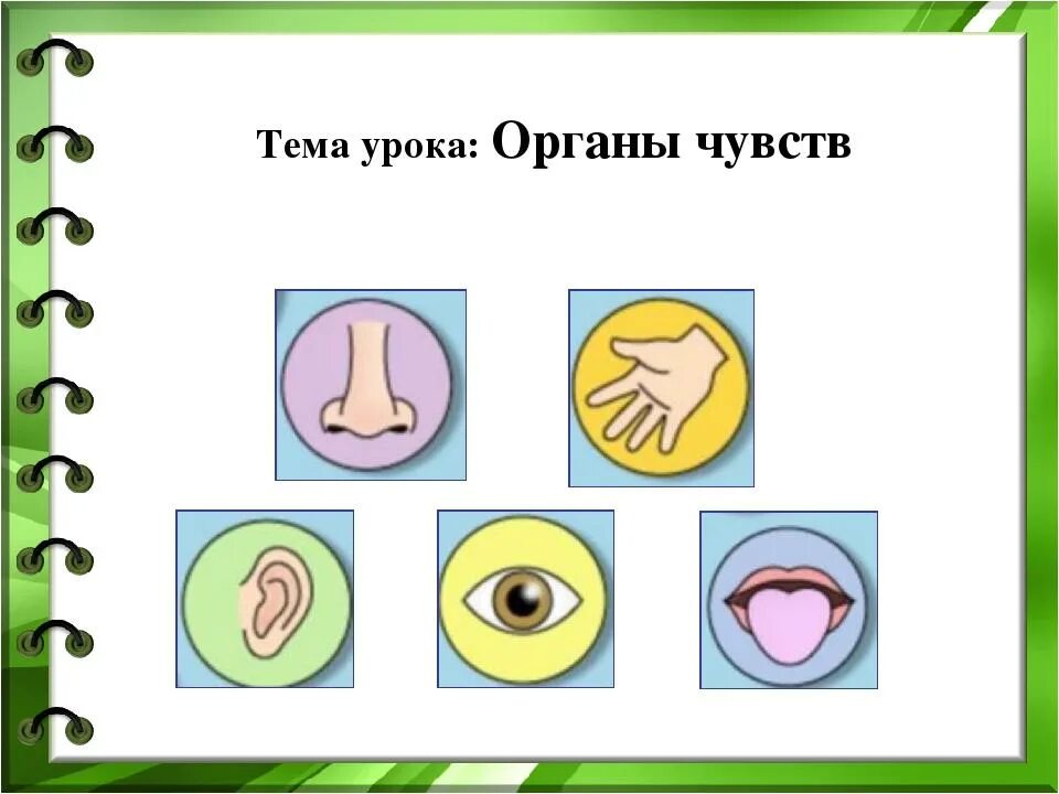 Органы чувств и движения. Окружающий мир органы чувств. Органы чувств 3 класс. Органы чувств для дошкольников. Органы чувств 3 класс окружающий мир.