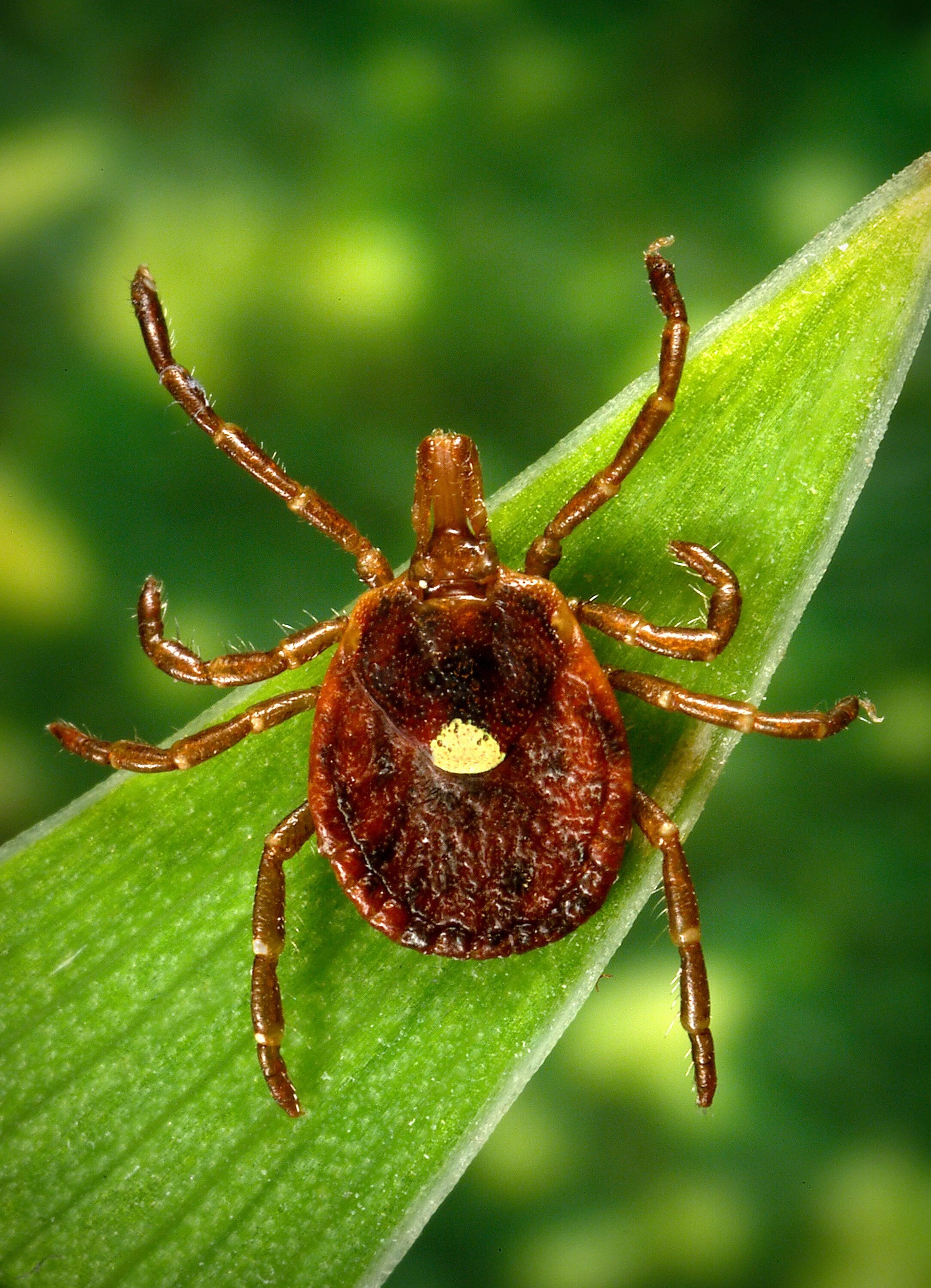 Что такое клещ. Иксодовые клещи энцефалит. Ixodidae иксодовые клещи.