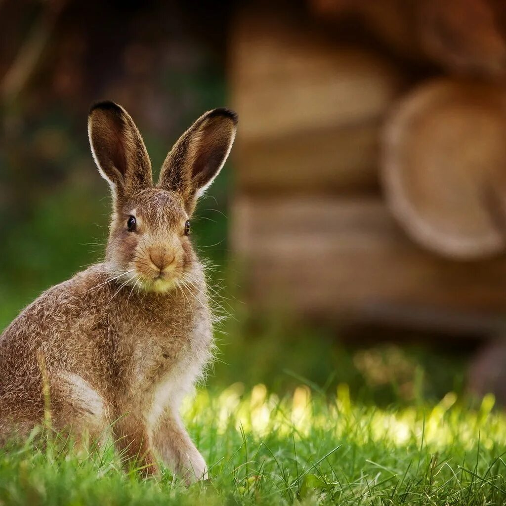 Hare&#039;s