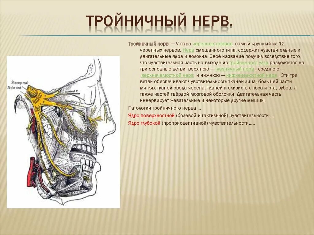 Тройничный черепной нерв. Двигательные ветви тройничного нерва иннервируют мышцы. Тройничный нерв иннервирует мышцы. Функции ветвей тройничного нерва. 5 Пара тройничный нерв иннервирует.