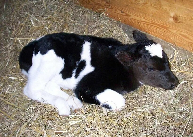 Маленькие телята красные. Бычок в возрасте 2 лет. Возраст бычка. Бычок 1. 5 года.