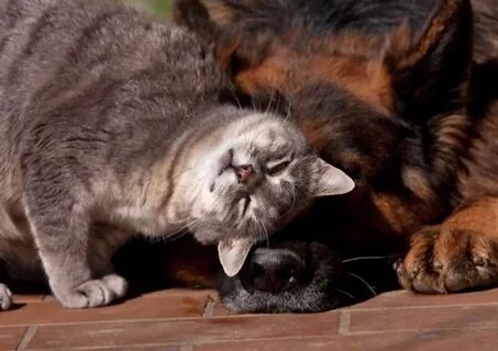 Коты любят собак