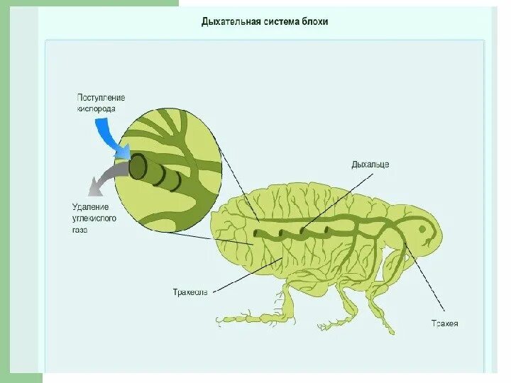 Дыхательная система насекомых. Внутреннее строение блохи пищеварительная и дыхательная системы. внутреннее строение блохи схема. дыхательная система блохи. строение пищеварительной системы блохи.
