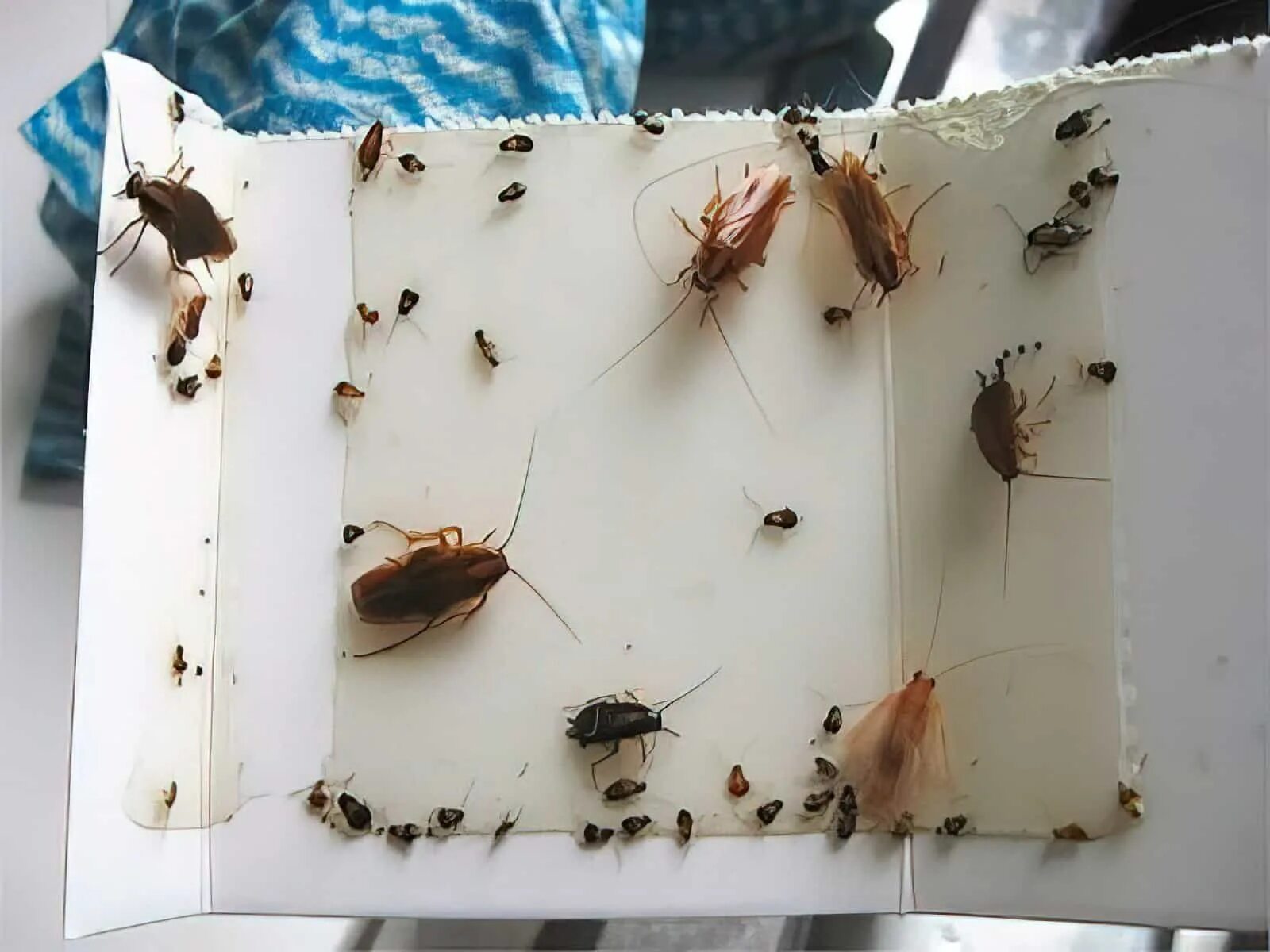Увидел таракана в квартире что делать. Ловушка для тараканов cockroach. насекомые в квартире. маленькие тараканы. кухонные тараканы.