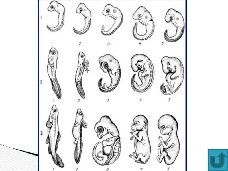 Эволюция эмбриона Геккель. Рекапитуляция Геккель. Биогенетический закон Геккеля Мюллера. Этапы зародышевого развития позвоночных животных.