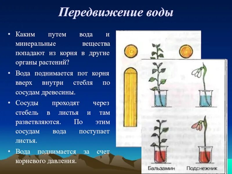 Гипотеза корень. Опыт движение воды в растениях. Передвижение воды по растению. Передвижение воды по стеблю опыт. Передвижение воды и Минеральных веществ по стеблю.