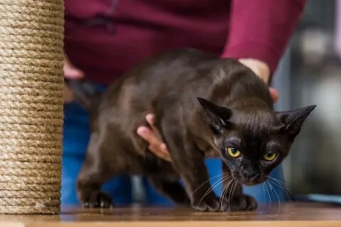 Самые тактильные кошки породы