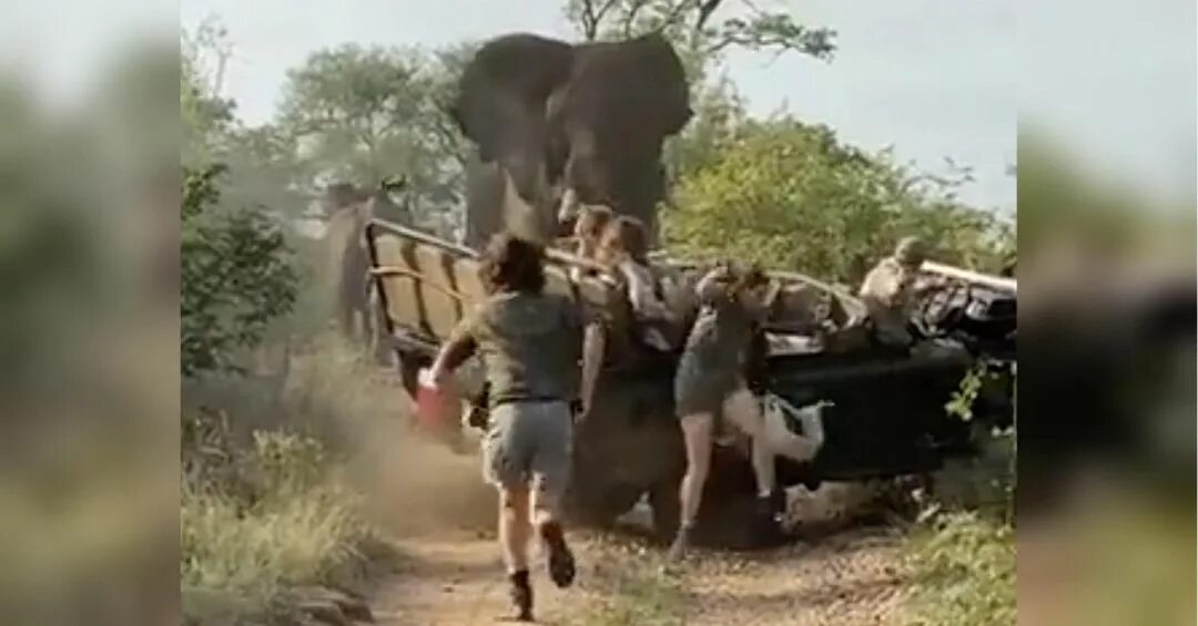 Нападения на туристов. Слоны нападают на людей. Слоны нападают на машины. Опасные сафари слон разгромил джип.