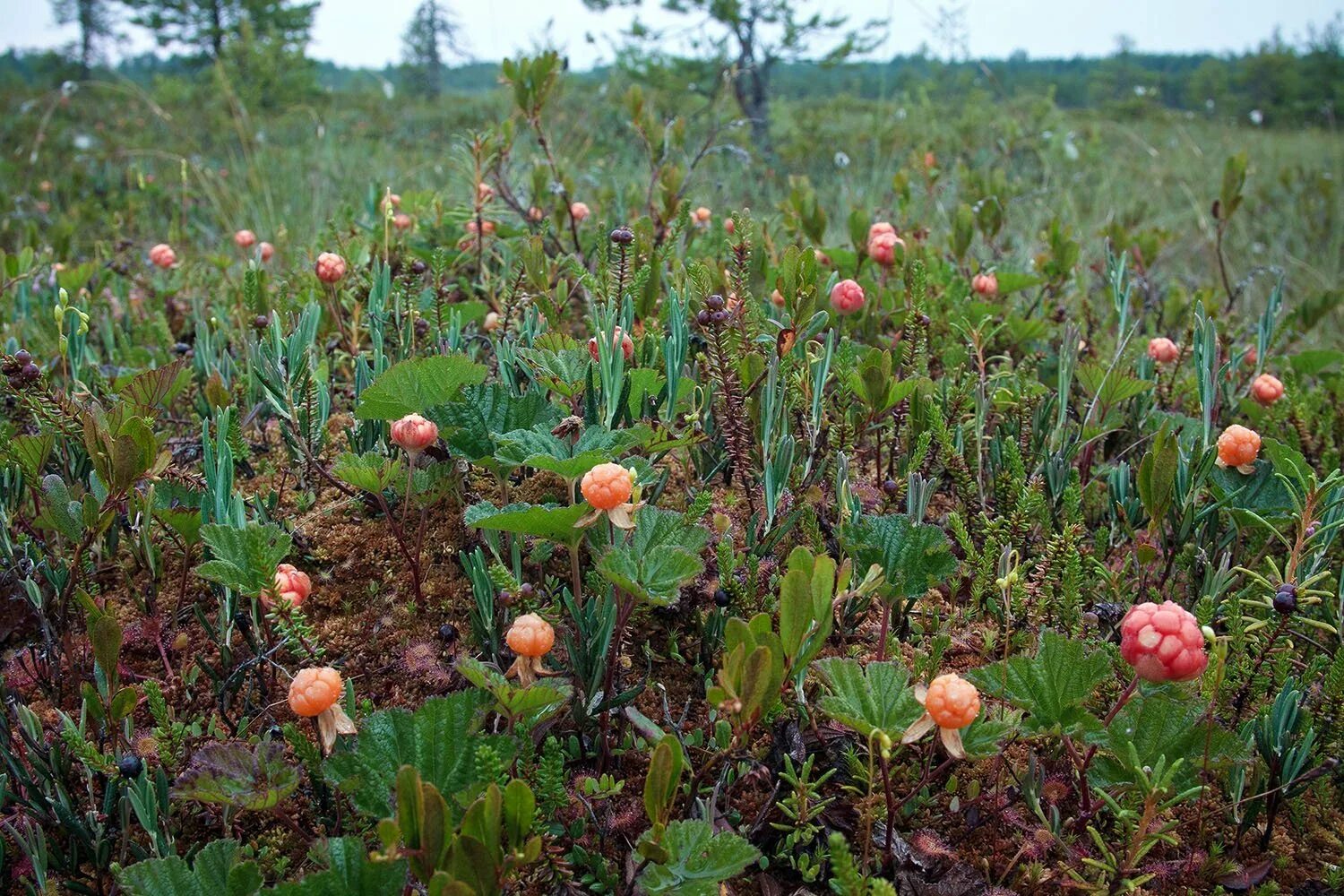 Ягода клюква растет летом. Морошка Болотная. Болотная ягода Морошка. Мох Морошка. Зеленецкий мох Морошка.