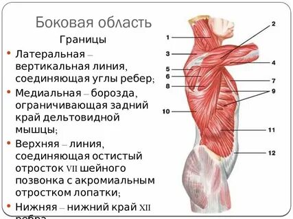 Верхняя граница плеча