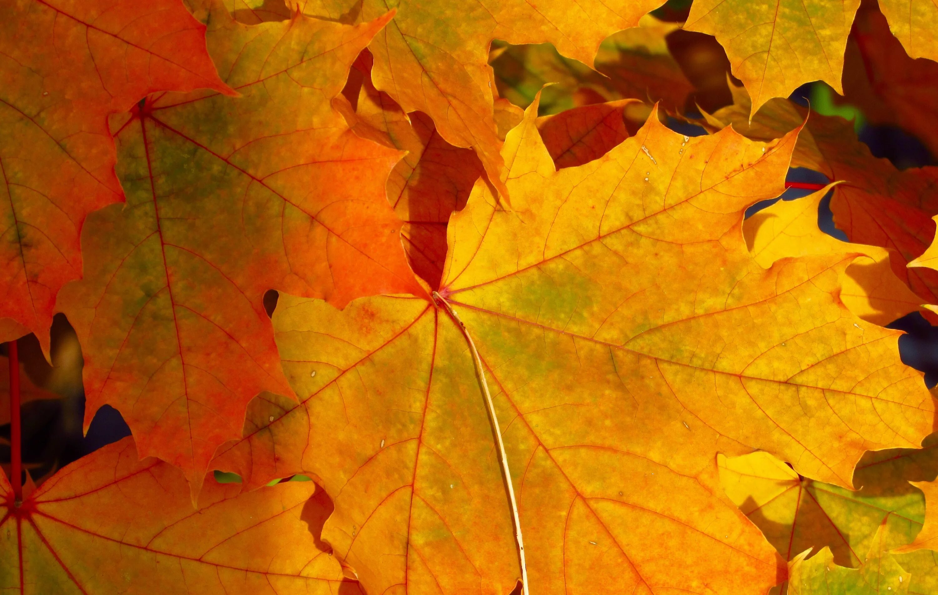 Осень листья. Листики осенние. Кленовый лист. Кленовый лист осенью. Клен цвет листьев осенью