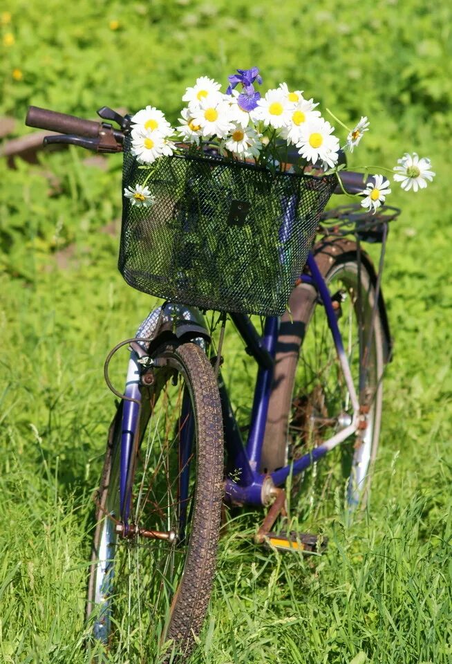 Песня нарву букет и подарю. Велосипед с полевыми цветами. Велосипед с ромашками. Букет полевых цветов велосипед. Букет ромашек на велосипеде.