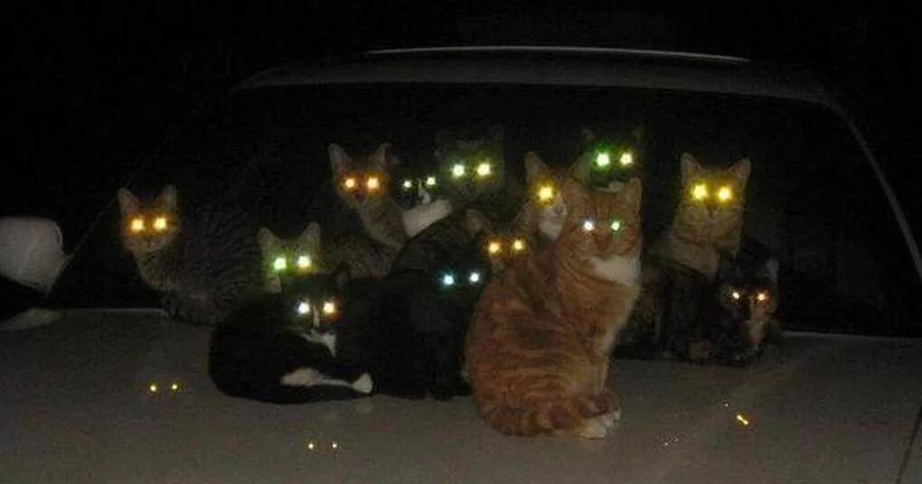 кот в темноте. кот свети нормально. кот свети нормально. светящиеся глаза кота. светящиеся глаза прикол.