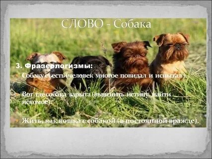 Составь слова из слова собака