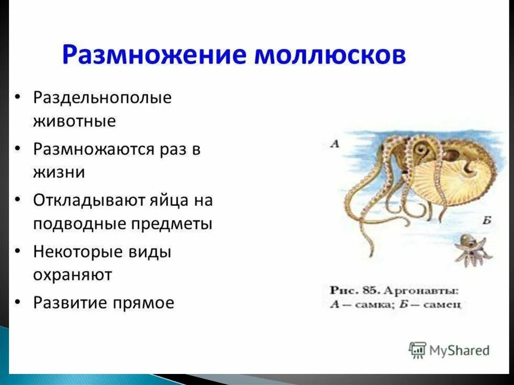 Способы размножения моллюсков. Размножение моллюсков таблица. Раздельнополое размножение моллюсков. Размножение брюхоногих двустворчатых и головоногих моллюсков. Система размножения моллюсков кратко.