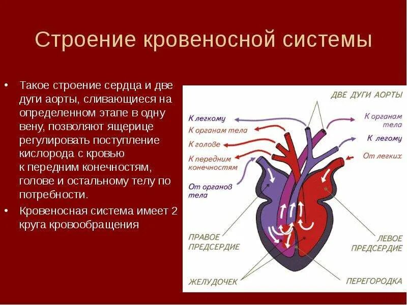 У ящерицы четырехкамерное сердце. Пресмыкающиеся строение сердца. Строение кровеносной системы. Строение сердца и кровеносной системы. Строение сердца рептилий.