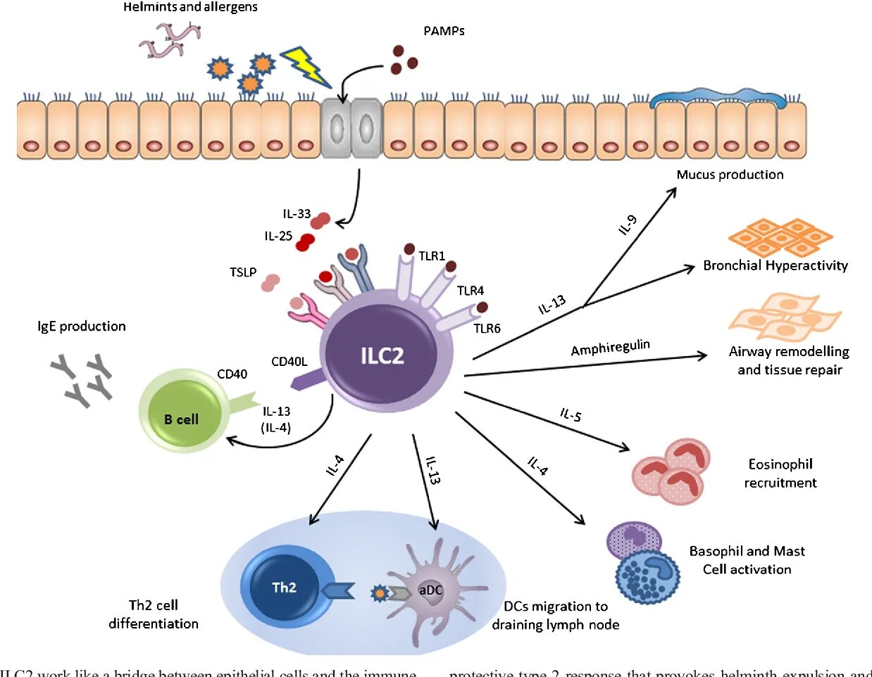 Cells 2 1 value. Ilc2. ilc клетки. ilcs иммунология. innate lymphoid cells.