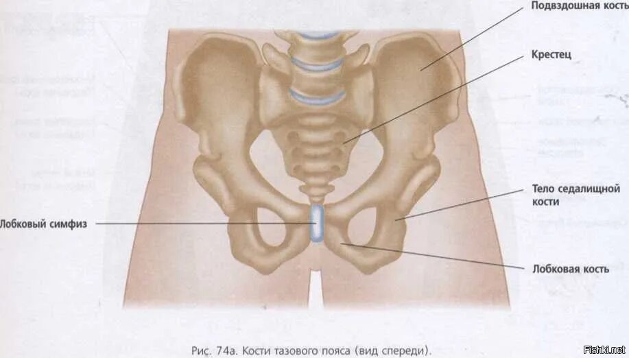 Лонная кость и седалищная кость. Таз анатомия седалищный бугор. Подвздошная кость седалищная и лобковая. Тазовые кости седалищная подвздошная лобковая. Подвздошная кость седалищная