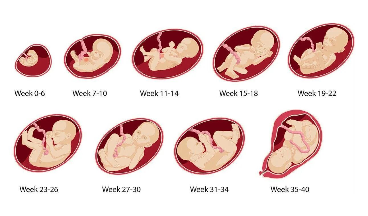 Развитие ребенка в животе. Беременность по неделям. Плод по неделям беременности. Малыш в животе по неделям. До скольки недель спали на животе