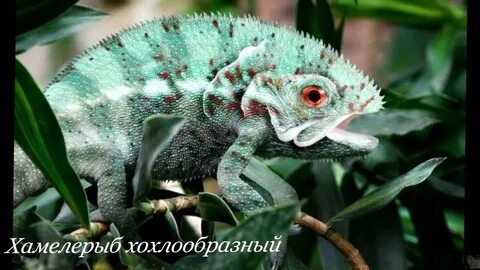 Рыба хамелеон